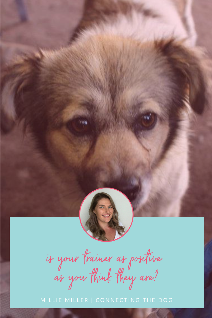 Is your dog trainer really as positive as you think they are?